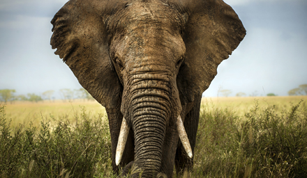 Majestic frontal view of an elephant in Africa