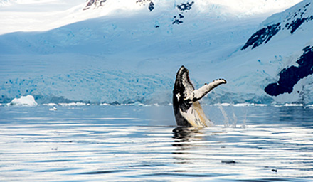 A humpback whale breaching the water in Alaska