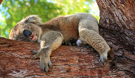 A koala sleeping on a tree limb in Australia