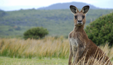A frontal view of a kangaroo against an Australian landscape