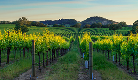 Multiple rows of grape vines in Napa Valley, California