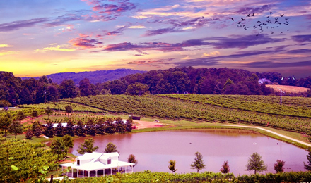 Grape vines, a vineyard and pond in Napa Valley with a purple sky at dusk