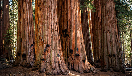 Giant redwood tree trunks in California