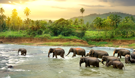 Elephant herd walking through the water in a tropical setting
