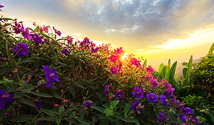 Lush and tropical flowers against a setting sun in Hawaii