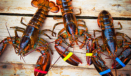 Three live lobsters on a wooden pallet