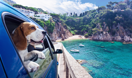 Cute dog with their head out of a car window overlooking a rocky coast with blue water